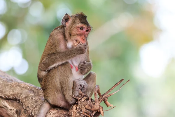 Monkey (Crab-eating macaque) eating fruit on tree in Thailand — Stock Photo, Image