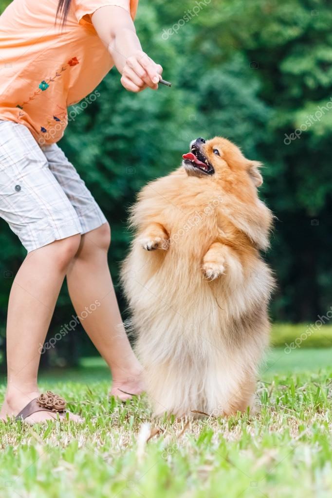 Pomeranian hind store