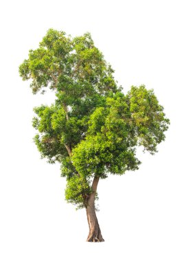 Acacia auriculiformis, commonly known as Auri, Earleaf acacia, E