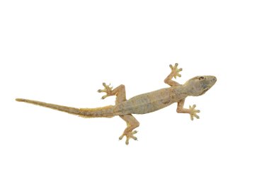 House lizard (Hemidactylus platyurus) isolated on white backgrou