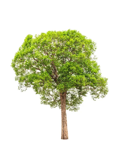 Irvingia malayana auch bekannt als wilde Mandel, tropischer Baum in der — Stockfoto