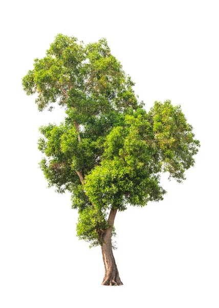 Acacia auriculiformis, allgemein bekannt als auri, ohrblättrige Akazie, e — Stockfoto