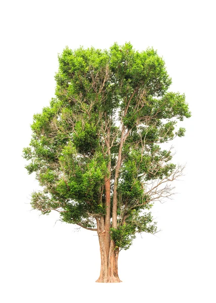 Irvingia malayana também conhecido como amêndoa selvagem, árvore tropical em th — Fotografia de Stock