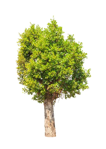 Irvingia malayana also known as Wild Almond, tropical tree in th — Zdjęcie stockowe