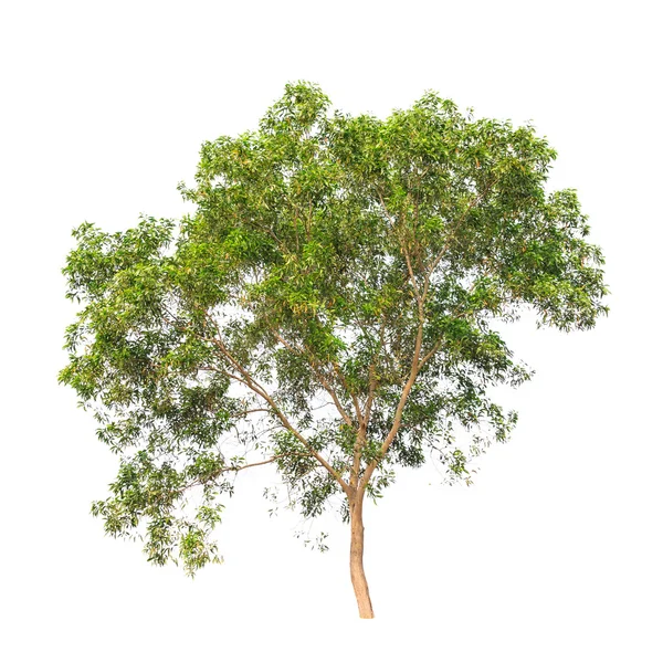 Acacia auriculiformis, commonly known as Auri, Earleaf acacia, E — Stockfoto