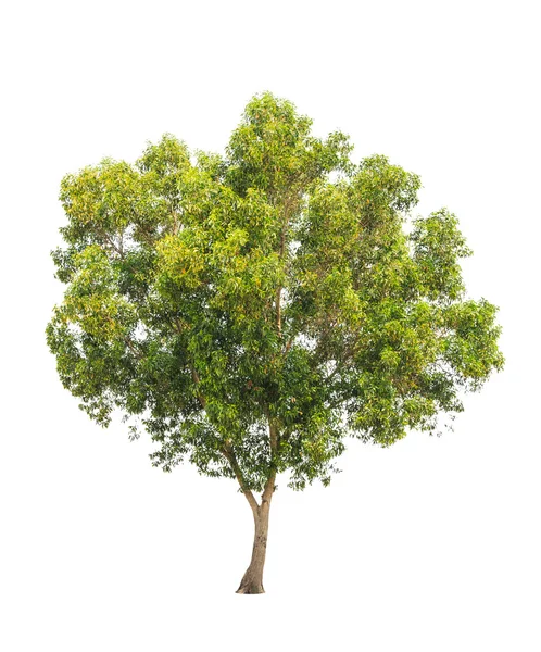 Acacia auriculiformis, allgemein bekannt als auri, ohrblättrige Akazie, e — Stockfoto