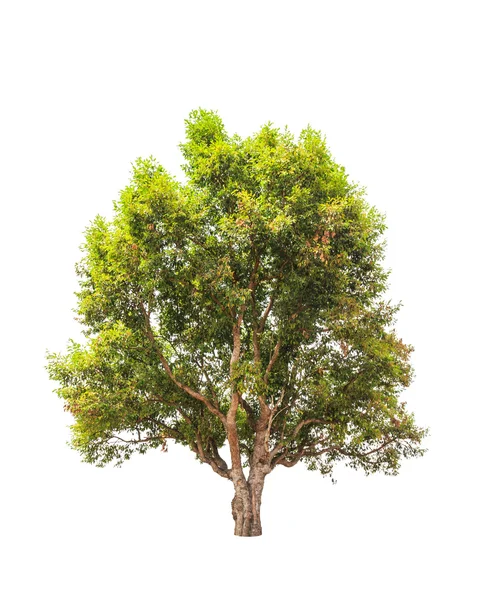 Irvingia malayana auch bekannt als wilde Mandel, tropischer Baum in der — Stockfoto