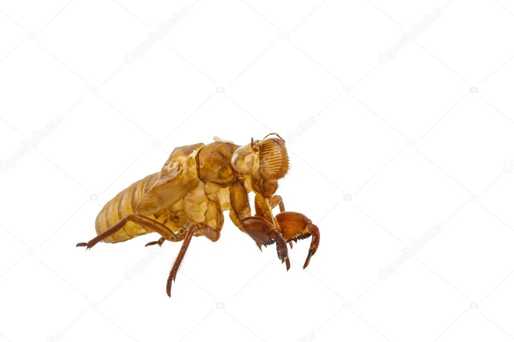 Exuviae of cicada isolated on white background