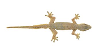 House lizard (Hemidactylus platyurus) isolated on white backgrou