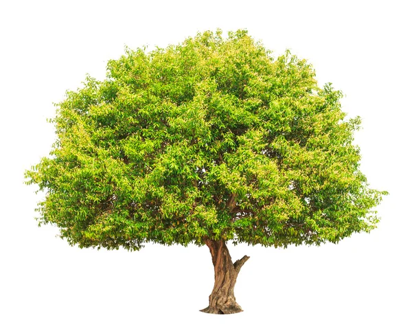 Irvingia malayana también conocida como almendra silvestre, árbol tropical en th — Foto de Stock