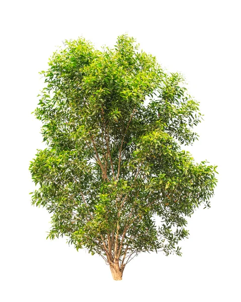 Acacia auriculiformis, commonly known as Auri, Earleaf acacia, E — Stockfoto