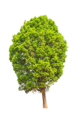 Irvingia malayana also known as Wild Almond, tropical tree in th