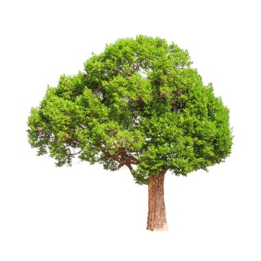 Irvingia malayana also known as Wild Almond, tropical tree in th