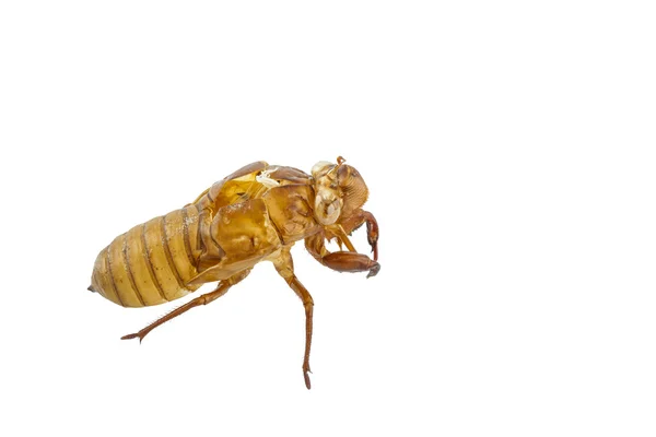 Exuviae de cigarra isolada sobre fundo branco — Fotografia de Stock