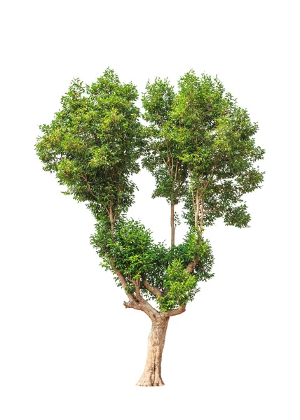 Irvingia malayana также известный как Дикий миндаль, тропическое дерево в й — стоковое фото
