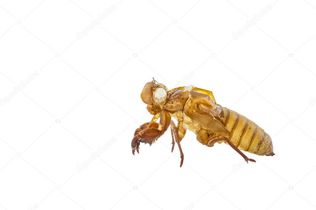 Exuviae of cicada isolated on white background