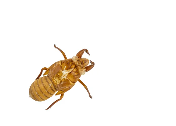 Exuviae of cicada isolated on white background — Φωτογραφία Αρχείου