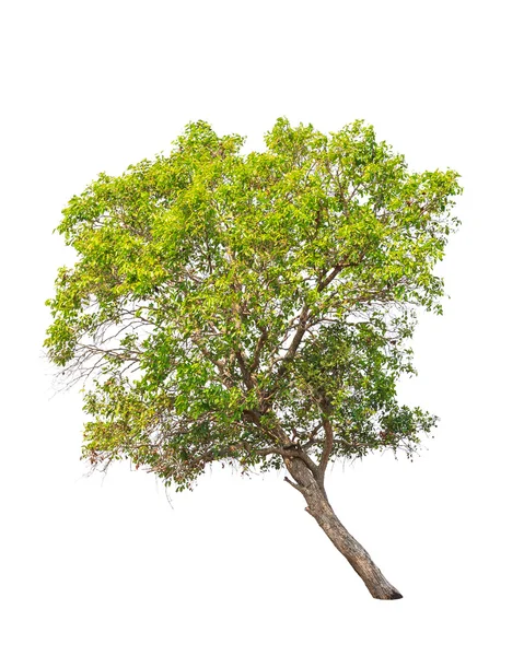 Irvingia malayana también conocida como almendra silvestre, árbol tropical en th —  Fotos de Stock