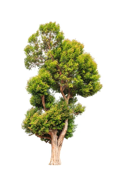 Irvingia malayana also known as Wild Almond, tropical tree in th — Stockfoto
