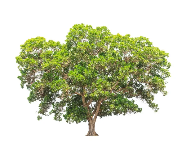 Acacia mangium, common names include Black Wattle, Hickory Wattl Obrazy Stockowe bez tantiem