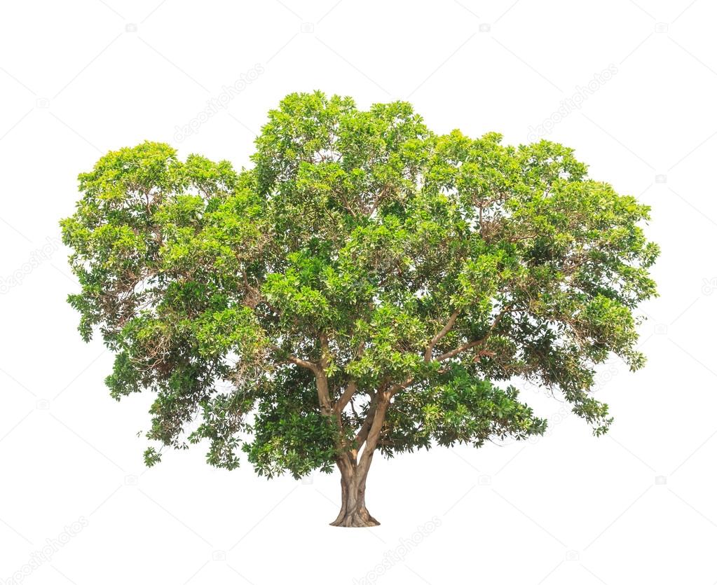Acacia mangium, common names include Black Wattle, Hickory Wattl