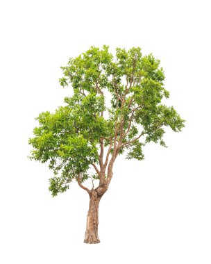 Irvingia malayana also known as Wild Almond, tropical tree in th