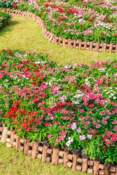 Красочные цветы над забором в саду — стоковое фото