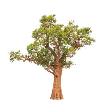 Irvingia malayana also known as Wild Almond, old tropical tree i