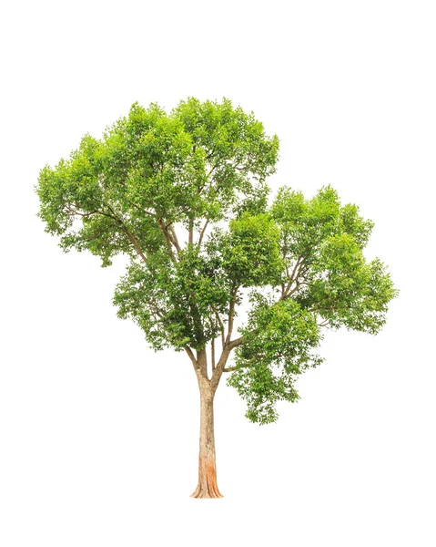 Irvingia malayana также известный как Дикий миндаль, тропическое дерево в й Лицензионные Стоковые Фото