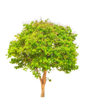 Lagerstroemia floribunda, olarak da bilinen Tay Mersin ve ke krep