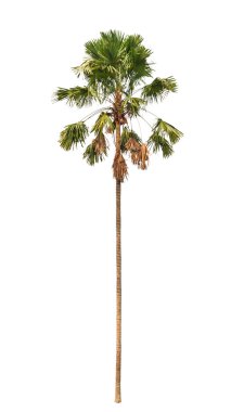 Beyaz arkaplanda izole edilmiş palmiye ağacı