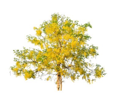 Golden shower tree (Cassia fistula), tropical tree in the northe