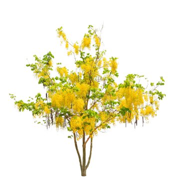 Golden shower tree (Cassia fistula), tropical tree in the northe