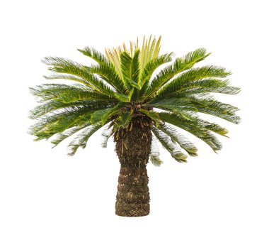 Beyaz arkaplanda izole edilmiş palmiye ağacı