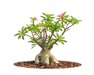 adenium obesum ağacı olarak da bilinen çöl gülü, Impala lily, sahte