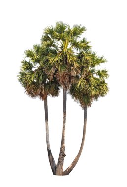 Three borassus flabellifer trees, known by several common names,