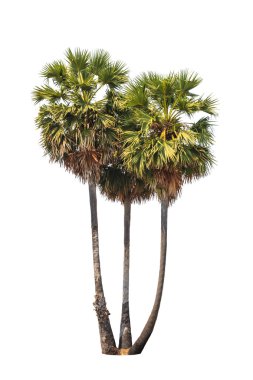Three borassus flabellifer trees, known by several common names,