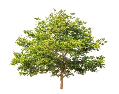 Senna siamea (Thai: khilek), also known as Kassod Tree, Cassod T