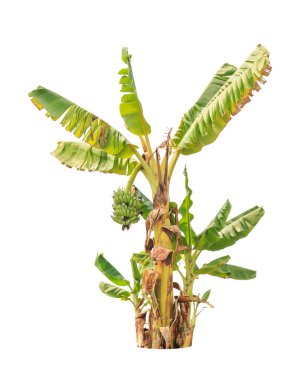 Banana trees, tropical tree in the northeast of Thailand isolate