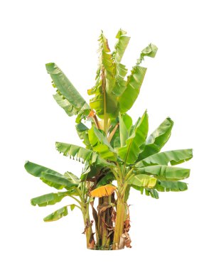 Banana trees, tropical tree in the northeast of Thailand isolate