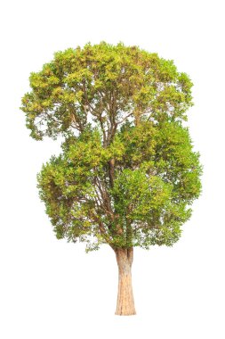 Irvingia malayana also known as Wild Almond, tropical tree in th