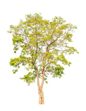 Pterocarpus indicus known by several common names, including Amb
