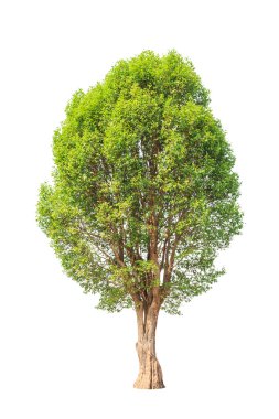 Irvingia malayana also known as Wild Almond, tropical tree in th