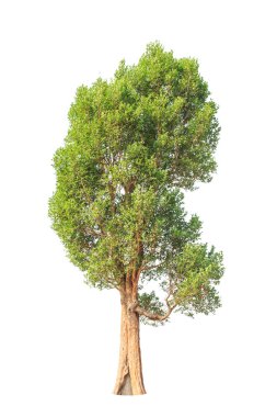 Irvingia malayana also known as Wild Almond, tropical tree in th