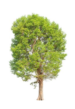 Irvingia malayana also known as Wild Almond, tropical tree in th