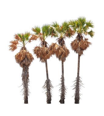 Four borassus flabellifer trees, known by several common names,