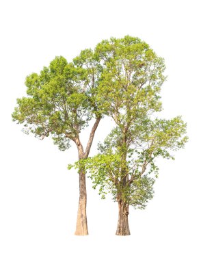 Irvingia malayana also known as Wild Almond, two tropical trees