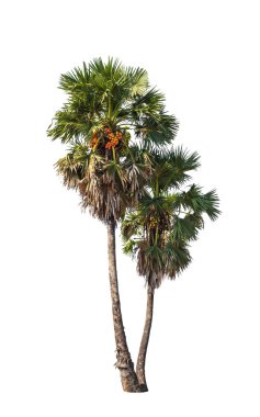 Two borassus flabellifer trees, known by several common names, i