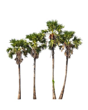 Four borassus flabellifer trees, known by several common names,