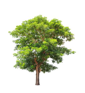 Rain tree (Albizia saman), tropical tree in the northeast of Tha